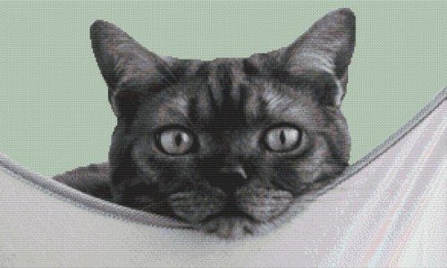 (image for) Cat Nap